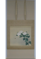 白菊